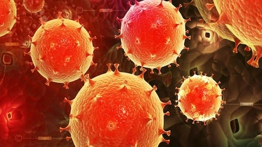 Aucun singe du groupe traité avec le triple anticorps n'a été infecté par le VIH.