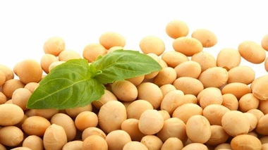 Le soja fait partie intégrante de l'alimentation vegan car riche en protéines