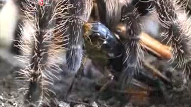 Recherche : et si le venin soulageait nos douleurs ?