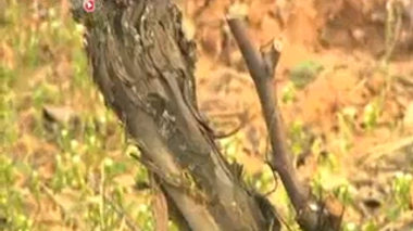 Pesticides : a-t-on le droit de ne pas traiter ses vignes ? Avril 2014 - Photo : Emmanuel Giboulot, viticulteur bio