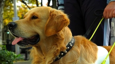 Les chiens guides refusés dans plus de 25% des lieux ouverts au public (Photo : © Boris Djuranovic - Fotolia.com)