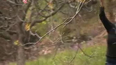 Gemmothérapie : les bourgeons contre les maux de la digestion