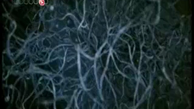 Deux nouvelles lettres qui révolutionnent l'ADN