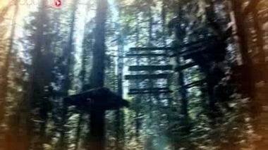 Sport : à la découverte de l'accrobranche