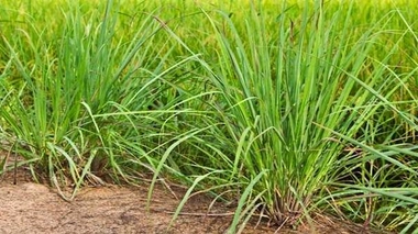 Contre les moustiques, des journaux à l'encre de citronnelle