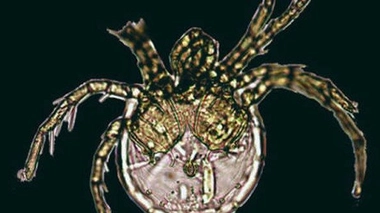 Un acarien baptisé Jennifer Lopez