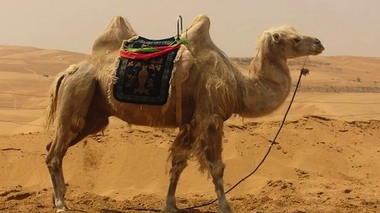 Coronavirus : sur la piste du chameau ?