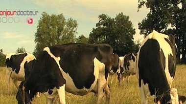 Le bovin est mort début juin de la maladie de la vache folle (Image d'illustration)