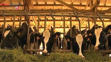 Epidémie de fièvre aphteuse sur l'île Rodrigues