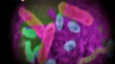 Image : un ver plat ''Dugesia subtentaculata'', très proche cousin du ''Dugesia japonica'' étudié par les chercheurs du CNRS. (cc-by-sa Eduard Solà) - Vidéo : reportage du 12 janvier 2015