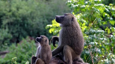 Le Vasalgel, petit frère étasunien du RISUG®, est actuellement testé sur des babouins. (cc-by Charles J Sharp)