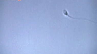 ''Fécondation in vitro : plus de réussite grâce à la 3D'', reportage diffusé le 12 novembre 2014