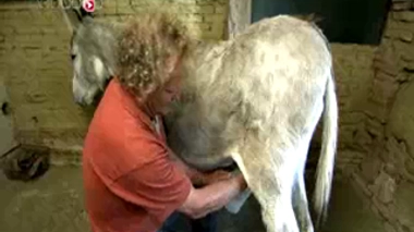 Faut-il boire du lait d'ânesse ?