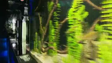 Si des expositions permanentes sur les microbes sont déjà proposées par de nombreux musées des sciences de par le monde, Micropia revendique son statut de zoo à part entière.