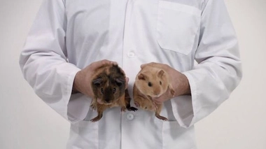 Palpation testiculaire : briser le tabou par les ''cuys''