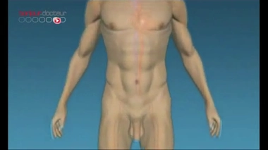 Les valves cardiaques