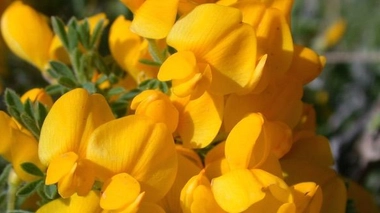 Un arbuste du genre Cytisus, duquel peut être extrait la cytisine (cc-by-sa Christophe Franco)