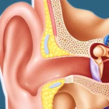 Schéma de l'oreille interne 