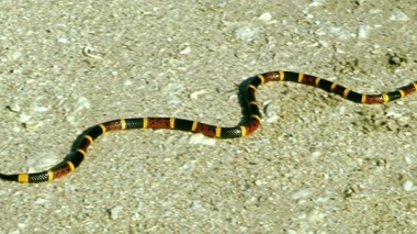 Un venin de serpent pour traiter l'épilepsie et la schizophrénie ?