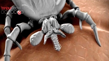 Bourbon, le nouveau virus mortel découvert aux USA