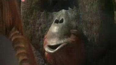 Expo : nos cousins les grands singes