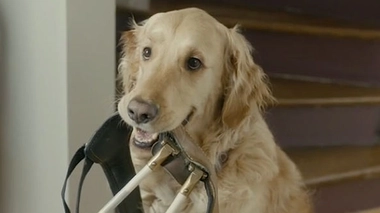 Pour que les chiens guides aient leur droit d'entrée partout