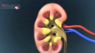 Don du rein : les femmes beaucoup plus généreuses que leurs conjoints