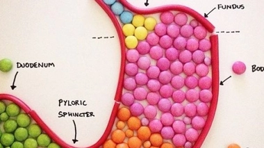 Découvrez le corps humain... en bonbons !