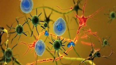 Parkinson : des singes retrouvent des capacités motrices après une greffe de cellules souches humaines