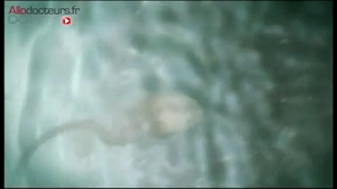 La Chine réalise la première modification génétique d'embryons humains