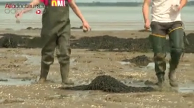 Les micro-algues seront-elles les médicaments de demain ?