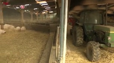 Des oméga 3 pour les cochons