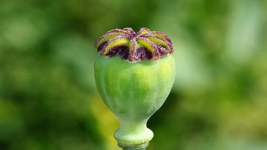 Contrefaçon de fentanyl : l'ONU renforce les contrôles