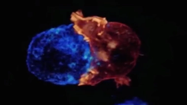 La guerre des lymphocytes contre les cellules cancéreuses