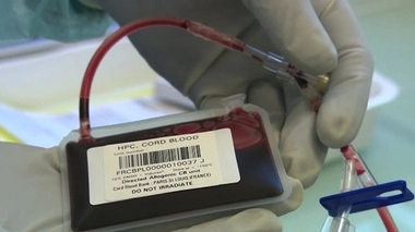 Sang de cordon : un trésor très convoité