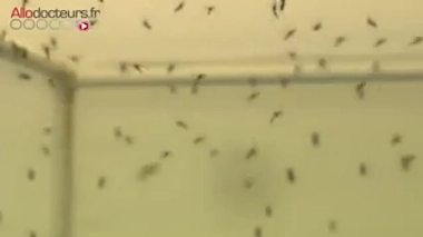 Moustique tigre : comment s'en protéger ?