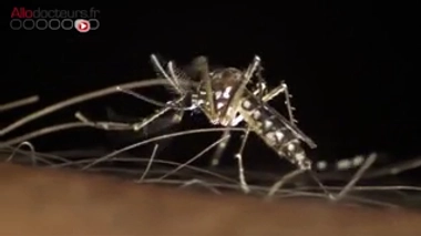 Le vaccin contre la dengue de Sanofi Pasteur - Reportage du 28 septembre 2015