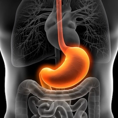 L'acidité aurait pour rôle de créer une sorte de "barrage filtrant" qui empêche l’entrée des pathogènes dans l'intestin (Image : psdesign1 - Fotolia.com)