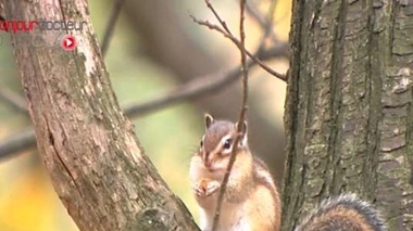 La peste est responsable d'épidémies chez les rongeurs dans l'Ouest des Etats-Unis