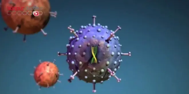 Les chercheurs ont ciblé un protéine particulière du virus : l'hémagglutinine. La structure de sa tige varie peu d'une année sur l'autre.