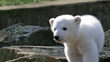 L'ours est mort à l'âge de 4 ans d'une encéphalite auto-immune.