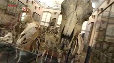 Le mystère des écorchés