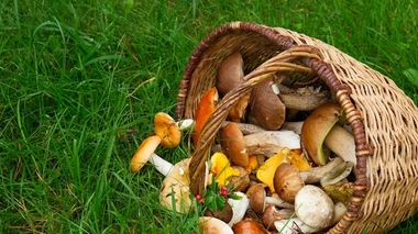Une quarantaine de champignons véneneux sont répertoriés en France 