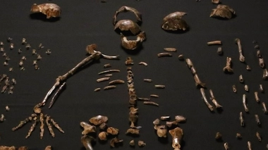 Un squelette de l'Homo Naledi, reconstitué par les chercheurs.