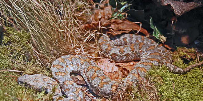 L'homme a été mordu par une vipère lébétine 