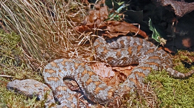 L'homme a été mordu par une vipère lébétine 