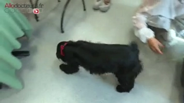 Cancer : des animaux pour apaiser les enfants