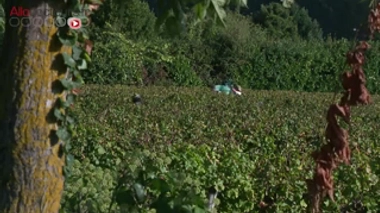 Enfants : des cancers liés aux traitements des vignes ?