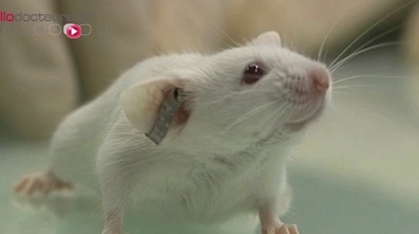 L'étude a été menée sur des souris mâles infertiles.