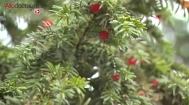 Forme arrondie, couleurs chatoyantes… les belles plantes attirent le regard et ne laissent pas indifférents les promeneurs. Mais ne succombez pas à leur éclat, ce sont des beautés vénéneuses.